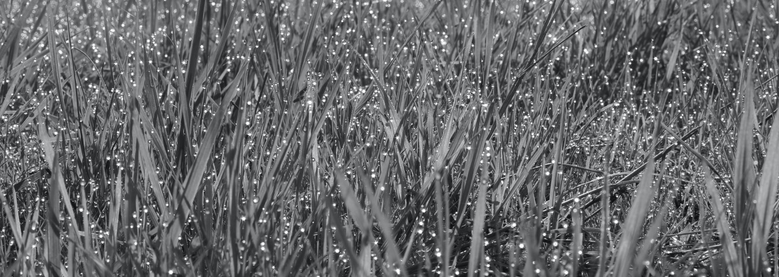 Tau — Photographie